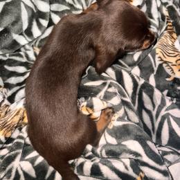 Dachshund Puppies from Garland Weens