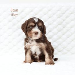 Stan - Chocolate male Australian Labradoodle puppy in Hurricane, Utah from Red Desert Doodles