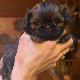 Pixie Dust - Red female Shih Tzu puppy in Nekoosa, Wisconsin from Brox Acres House of Fur LLC