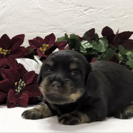 Girl 2 - Black and cream female Dachshund puppy in Mt. Sterling, Illinois from Doxie Do's