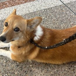 Jasmine - Pembroke Welsh Corgi