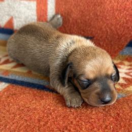 Godiva - Chocolate female Dachshund puppy in Okeechobee, Florida from HotShot Kennels