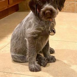 Wirehaired Pointing Griffon Puppies from VC Studs / Sugar Pine Griffon Puppies