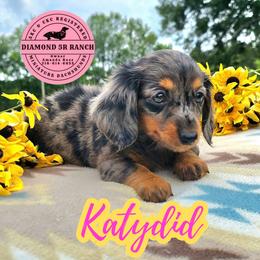 KATYDID - READY NOW - Dapple female Dachshund puppy in Columbia, Louisiana from Diamond 5R Ranch AKC & CKC Miniature Dachshunds