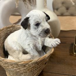 Iris - Liver female Miniature Schnauzer puppy in Menifee, California from Violet’s Meadow