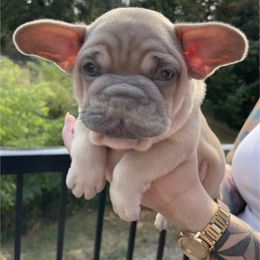 French Bulldog Puppies from Private Reserve French Bulldogs