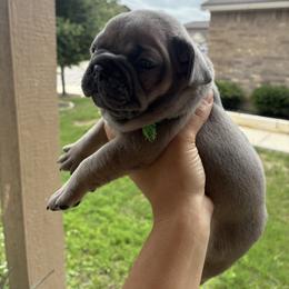 French Bulldog Puppies from Small Town Frenchies