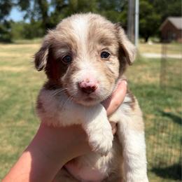 Girl 4 - Red merle female Border Collie puppy in Shawnee, Oklahoma from Cross K Working Collies - Pure Bred Border Collies