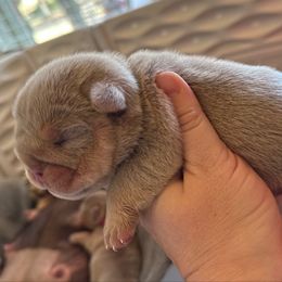 Torres - Lilac tri-color male Bulldog puppy in Hernando, Mississippi from Blues City Bulldogs
