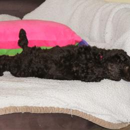 Poodle Puppies from RK'S Pets