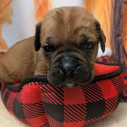 Purple collar - Red female Cane Corso puppy in Franktown, Colorado from Earth and Ship Cane Corso