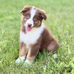 Yahtzee - Red tri-color female Australian Shepherd puppy in Crosby, Texas from Monarch Australian Shepherds