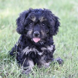 Girl 2 - Black and tan female Cavapoo puppy in Lawton, Oklahoma from Lindsey’s Cavies