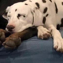 Dalmatian Puppies from Dracorn Dalmatians