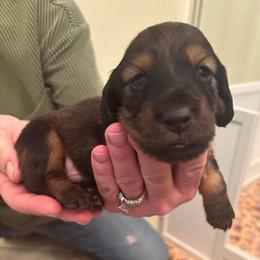 Cribbage - Red male Dachshund puppy in Las Vegas, Nevada from Desert Dachshunds