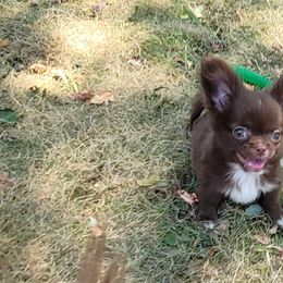 Chihuahua Puppies from Elegant Exotic Chihuahua's