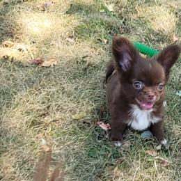 Chihuahua Puppies from Elegant Exotic Chihuahua's