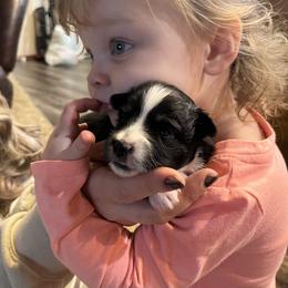 Miniature Australian Shepherd and Toy Australian Shepherd Puppies from Columbia Coast Toy & Mini Aussies