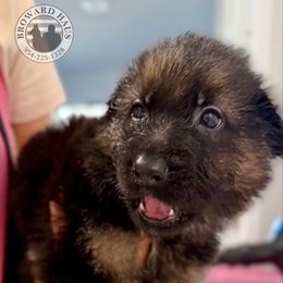 Blue - Black and red male German Shepherd puppy in Davie, Florida from Vom Broward Haus