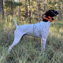 German Shorthaired Pointers from Oak Run Kennels