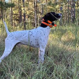 German Shorthaired Pointers from Oak Run Kennels