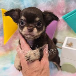 Vegas - Chocolate and tan male Chihuahua puppy in Bowdon, Georgia from Paschal's Pups