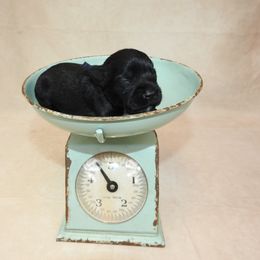 25018 - Black male Miniature Schnauzer puppy in Mount Airy, Georgia from Miniature Schnauzers GA, LLC