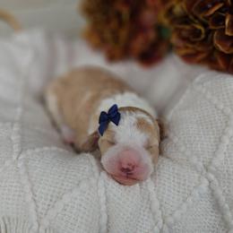 Girl 1 - Yellow and white female Bernedoodle puppy in Russell Springs, Kentucky from 270 Doodles
