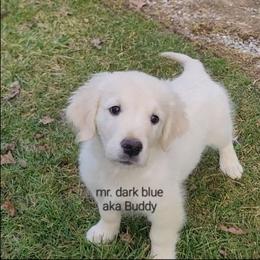 Mr. Dark blue - Light golden male Golden Retriever puppy in Campton, Kentucky from ElkRidge Goldens