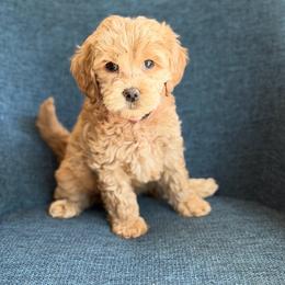 Pink girl - Apricot female Australian Labradoodle puppy in Bend, Oregon from High Desert Labradoodles
