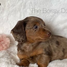 Dachshund and Miniature Schnauzer Puppies from The Bossy Doxie Farm