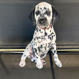 Dark red collar - White and black female Dalmatian puppy in Sacramento, California from Dream Dalmatians