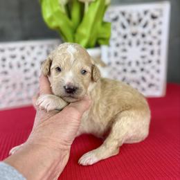Toffee Crunch - Apricot male Pyredoodle puppy in Bowling Green, Ohio from FDF Pyredoodles & Bernedoodles