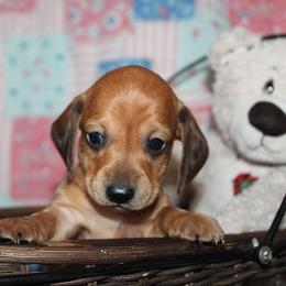 Girl 1 - Red female Dachshund puppy in Craig, Colorado from Rocky Mountain Shih Tzus and Dry Creek Miniature Dachshunds