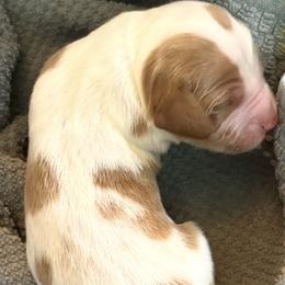 Jay - Orange and white male Brittany puppy in Fortuna, California from Moore Brittanys