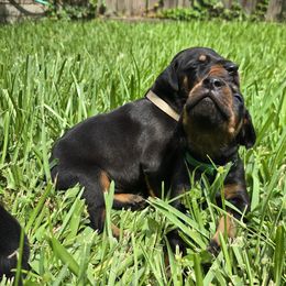 Grey collar black male - Black and rust male Doberman Pinscher puppy in Houston, Texas from Draggin Dobermans & Great Danes