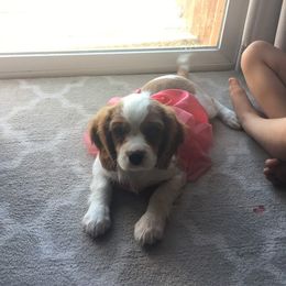 Bernedoodle, Cavalier King Charles Spaniel, and Cavapoo Puppies from Harper Haven Cavaliers & Doodles