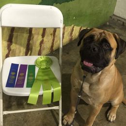Bullmastiff and Pembroke Welsh Corgi Puppies from Jenkins Family Bullmastiffs