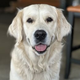 Harper - Golden Retriever