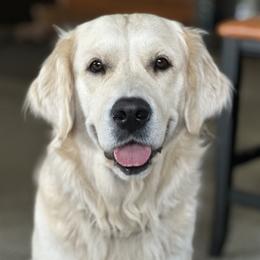 Harper - Golden Retriever