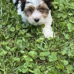 Girl 2 - Parti female Yorkshire Terrier puppy in Athens, Tennessee from Starr Mountain Yorkies