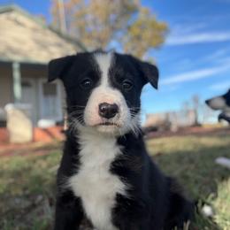 Border Collie Puppies from MACs Border Collies