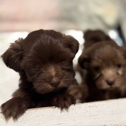 Basil - Chocolate male Havanese puppy in Kerrville, Texas from Havanese on the Hill