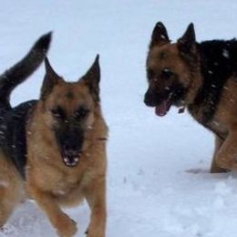 German Shepherds from Vom Kühnes Herz