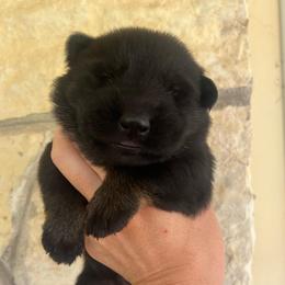 Pi - Black and tan male German Shepherd puppy in Boerne, Texas from Sudenblick German Shepherds