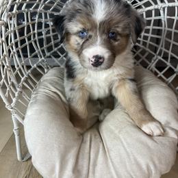 Australian Shepherd Puppies from Carmel Mountain Aussies