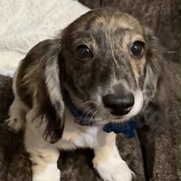 Charlie - Dachshund