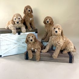 Poodle Puppies from Sunset Standard Poodles