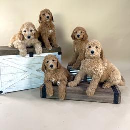 Poodle Puppies from Sunset Standard Poodles