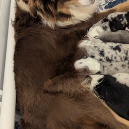Miniature Australian Shepherds from Laurie Chason